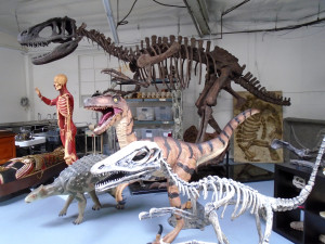 Dapper Cadaver’s Dinosaur Collection - photo by Lisa Morton